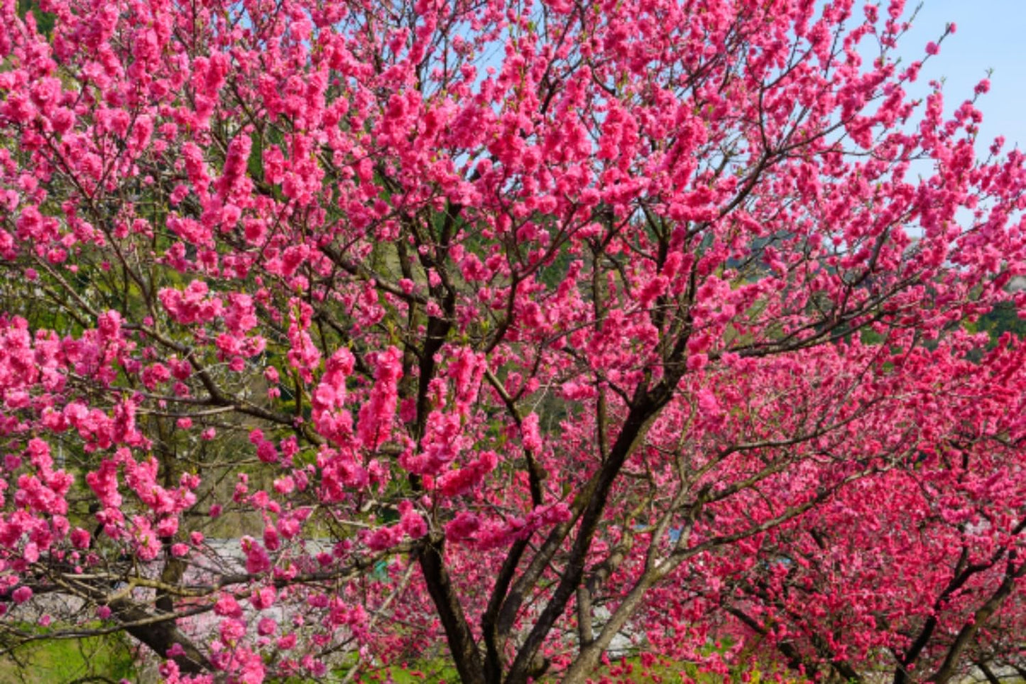 35+ SEEDS- Peach Flower Tree Seeds For Planting- Grow Year Round. (PINK)