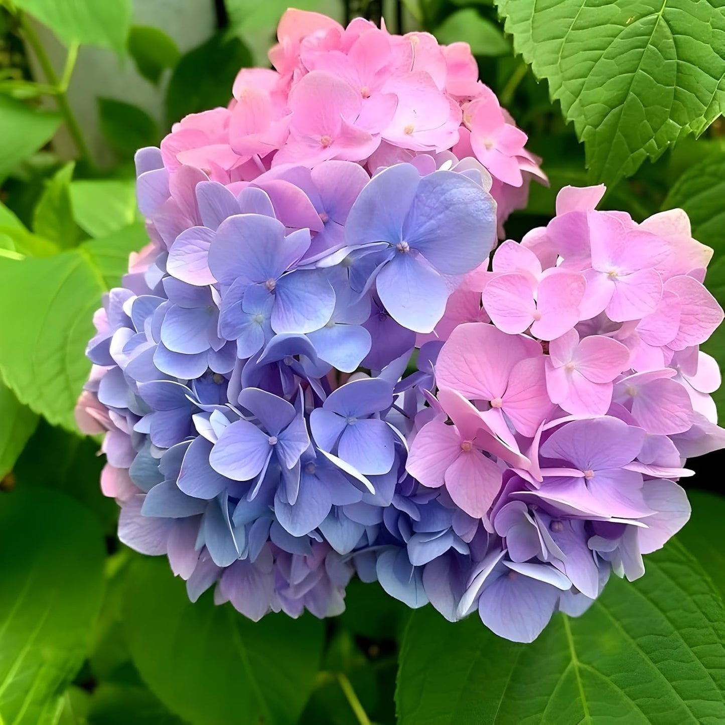 Rare Hydrangea Pink & Purple Colour Flower Live Plant, Special Variety, Healthy Plant & Tree Pack