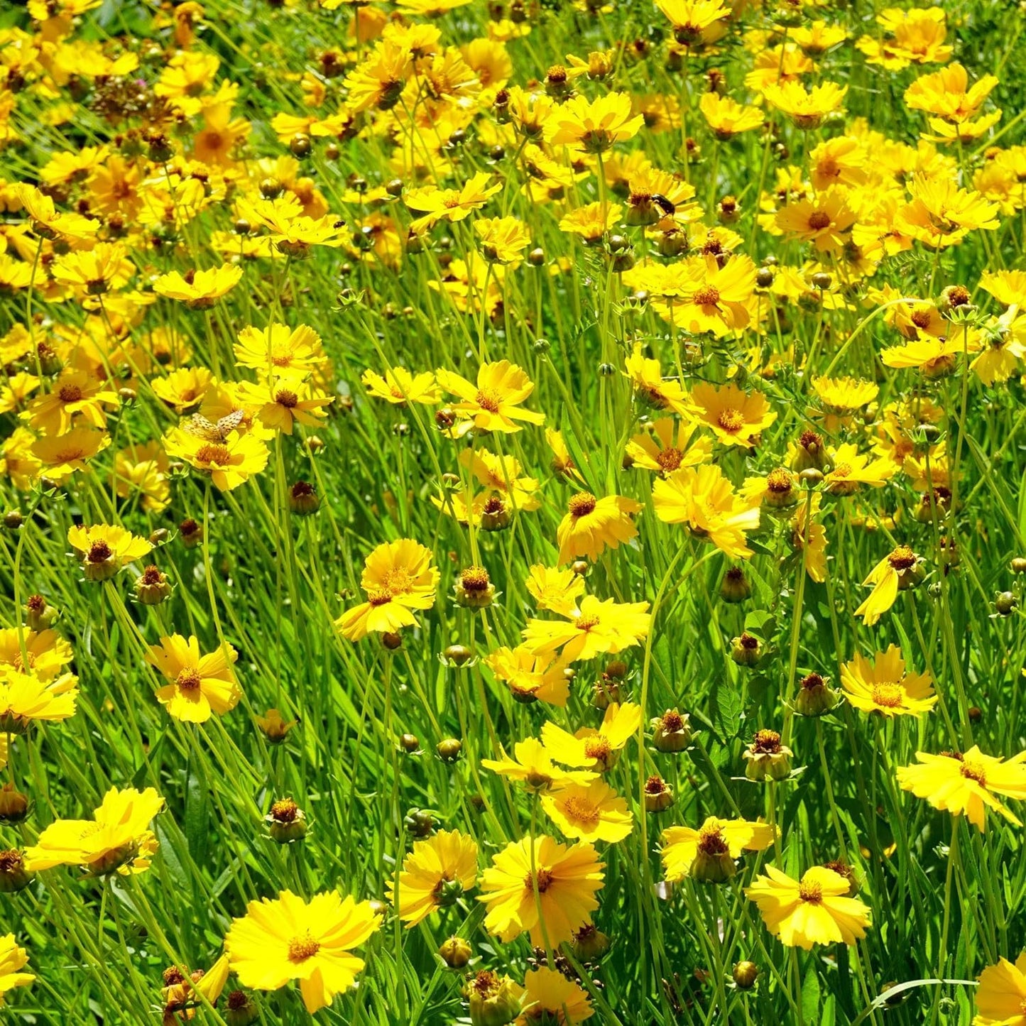 50+ Seeds- Tickseed Lance-leaved Coreopsis Heat & Drought Tolerant Wild Flowers