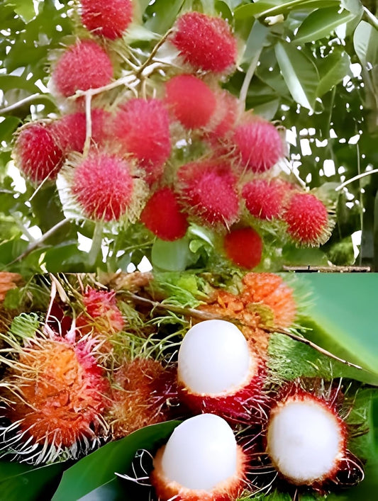 RareTesty Red Rambutan Tropical Fruit 1Healthy Grafted Live Plant For Home Garden Tree