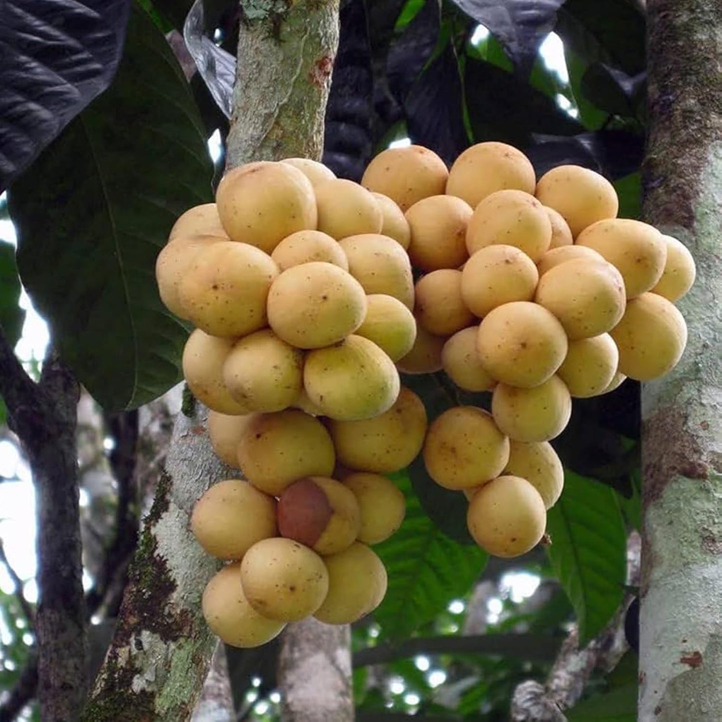 Lotkon Kafai Mooti Fruit Live Plant (1.5-3 Feet Height)