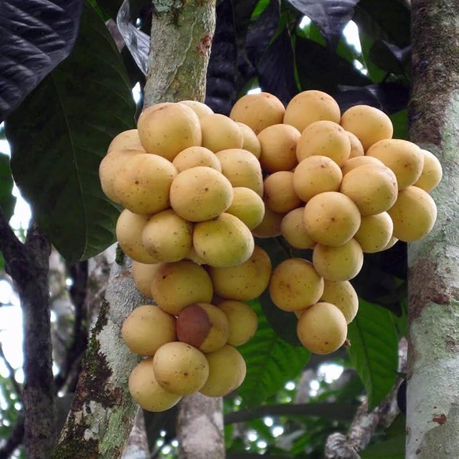 Lotkon Kafai Mooti Fruit Live Plant (1.5-3 Feet Height)