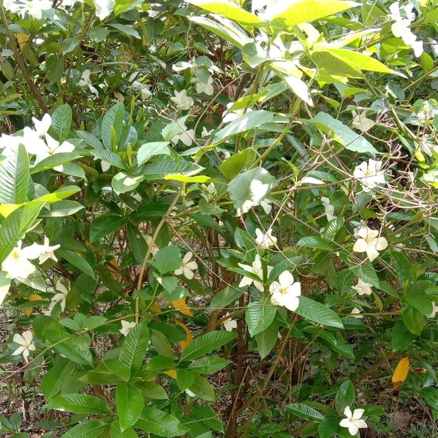 Seeds Ville Hing Spice Live Plant 45-90cm Tall Outdoor