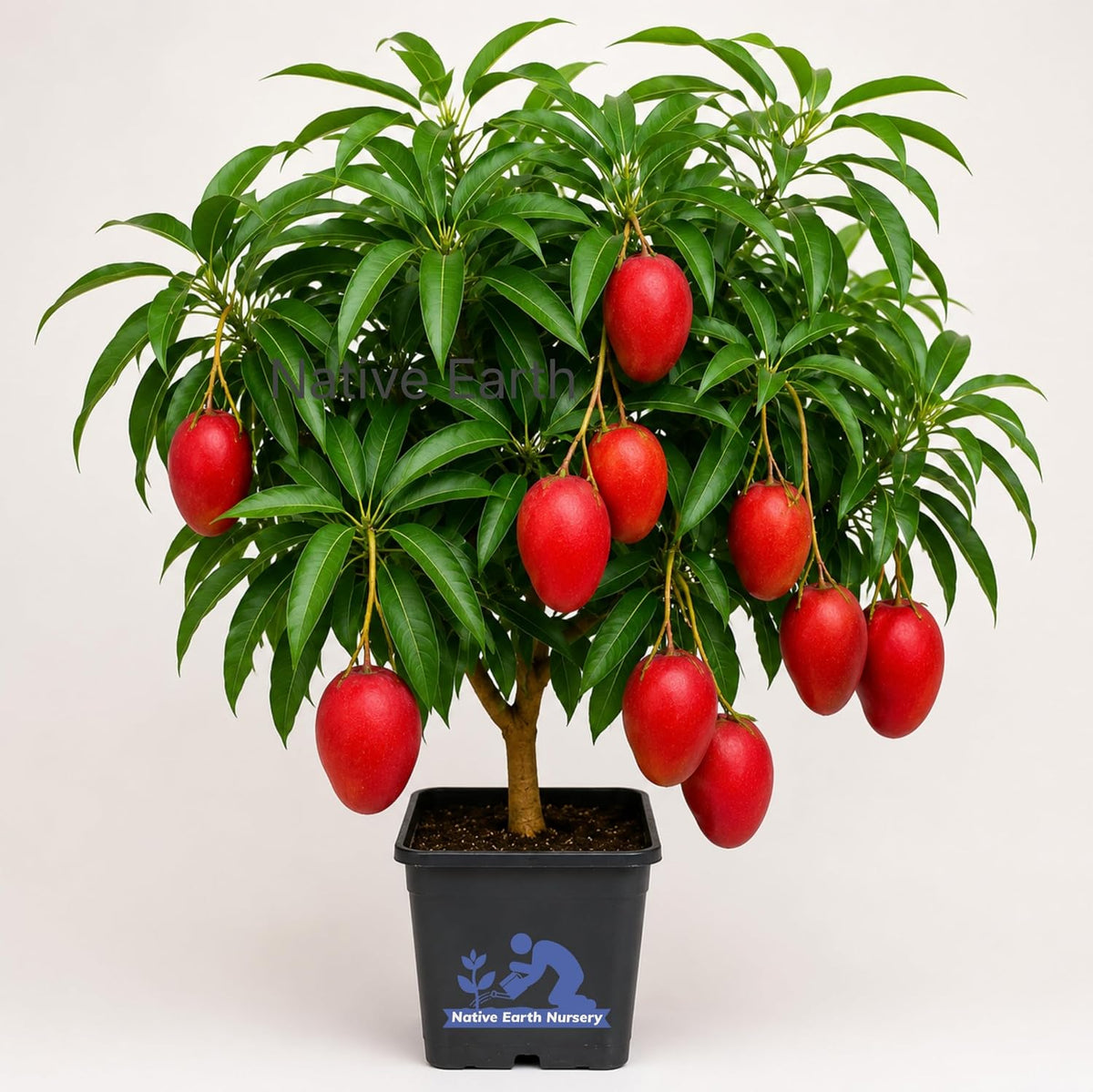 Seeds Ville Japanese Miyazaki Mango Grafted Live Plant Hybrid