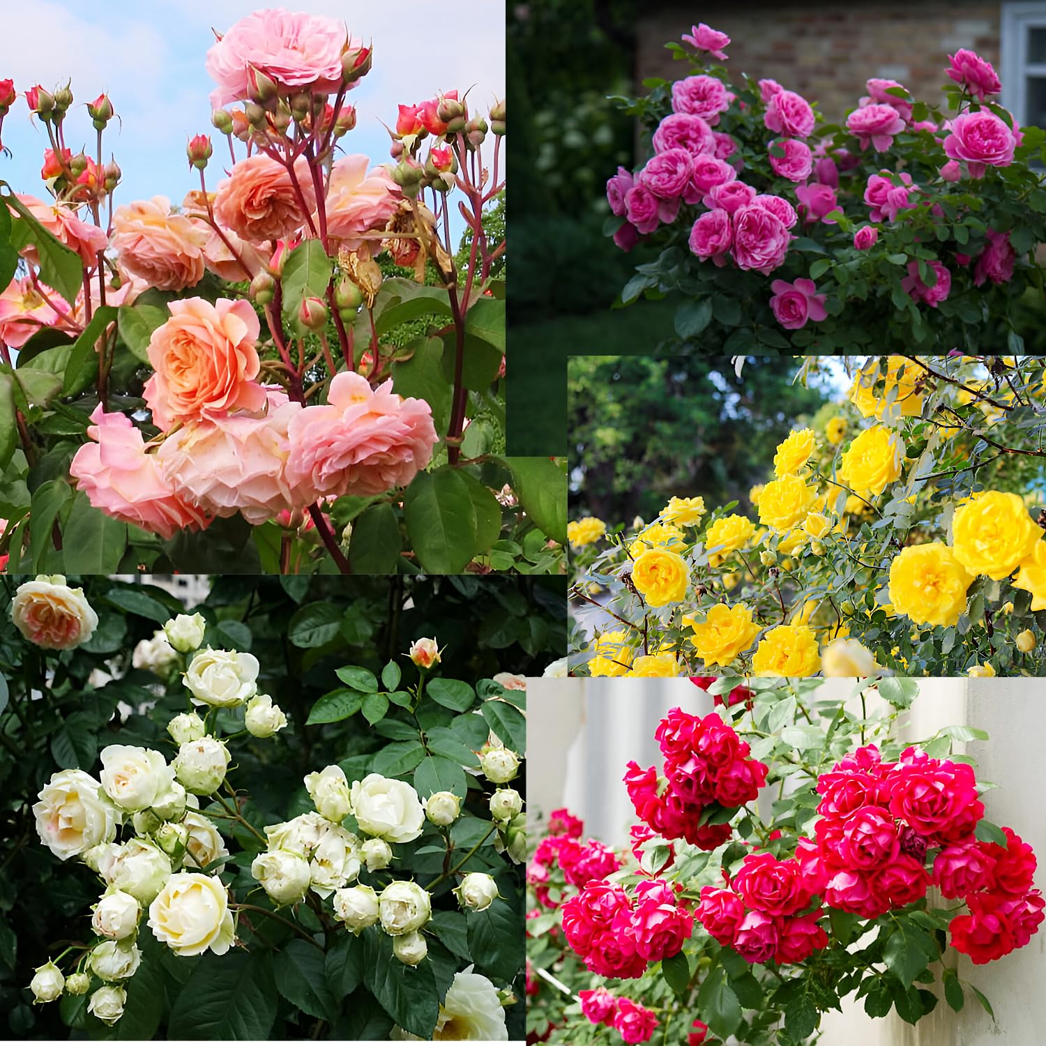 Imported Hybrid 5 different variety Colour Of Climbing Rose Flower Seeds(Red,Yellow,Dark Pink,Pink,White)(Each 50 Total 250 Seeds)
