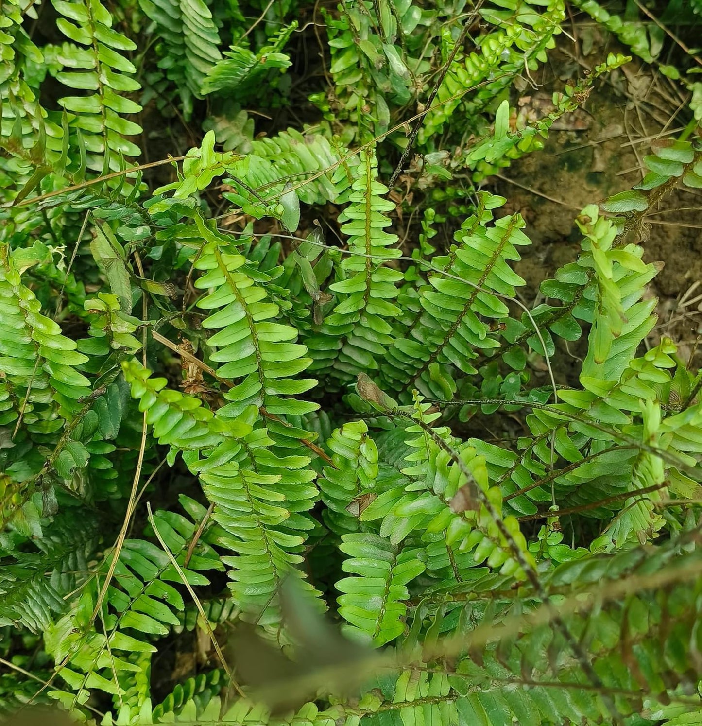 All Seasons Gardenia/Gandharaj Live Plant - Fragrant Blooms Choice for gardens and indoor spaces (With 3 Inch Black Plastic Pot) (Pack Of 1) (Live Flower Plant)