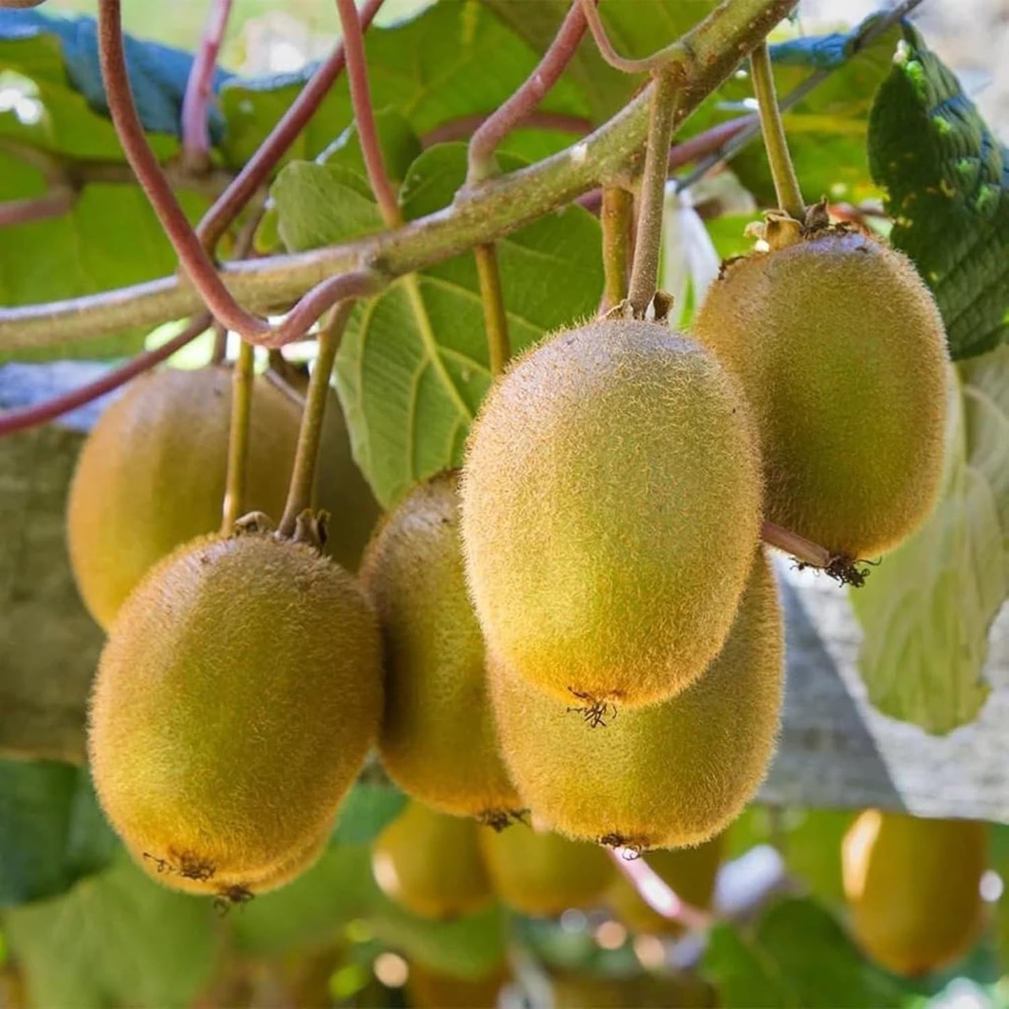 Guruji Plantation Live Kiwi Plant Exotic Climbing Fruit Vine with Sweet & Tangy Kiwis | Easy to Grow & Nutrient-Rich (1)