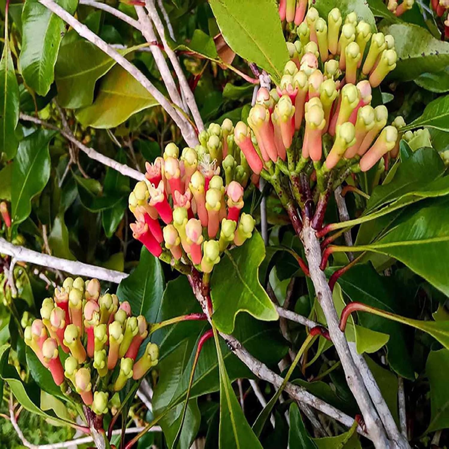 Lavanga Clove Spice Live Plants & Tree(1-3 Feet Size)