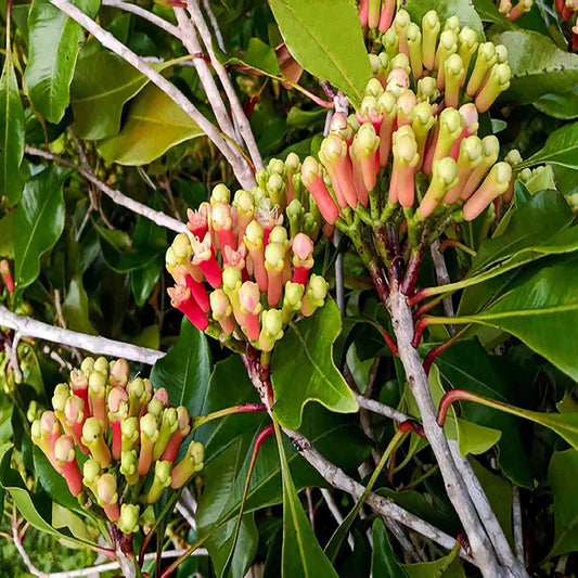 Lavanga Clove Spice Live Plants & Tree(1-3 Feet Size)