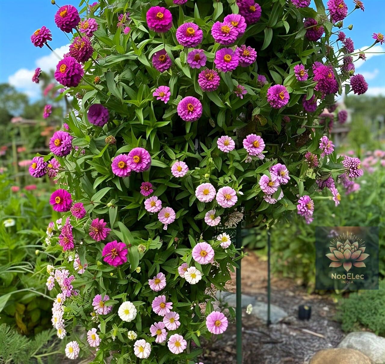 Rare Hanging Zinnia Flower Seeds - 50 Seeds, Mixed Colors, Hybrid, All-Year Blooms - Seeds Ville