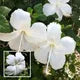 Seeds Ville Lantern Lanthana Hibiscus Flower Plant 30-60 cm Orange