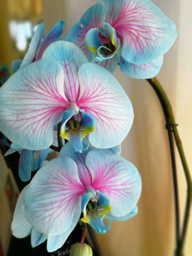 Seeds Ville Dendrobium Orchid Live Flowering Plant