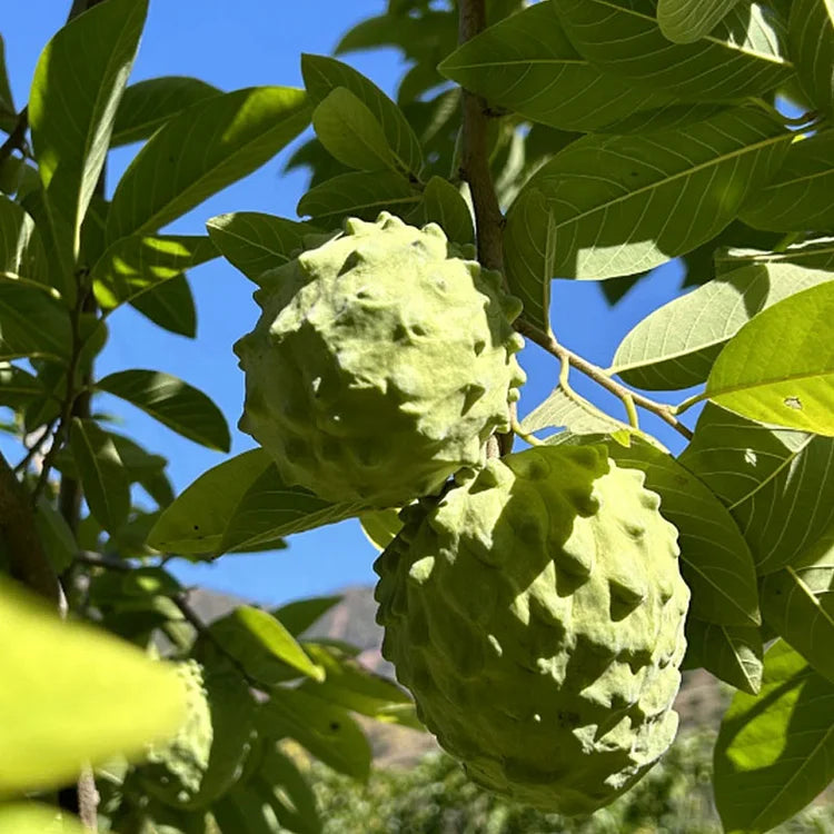Premium Tropical Sugar Apple Seeds: Grow Delicious Sweetsop Custard Fruit at Home