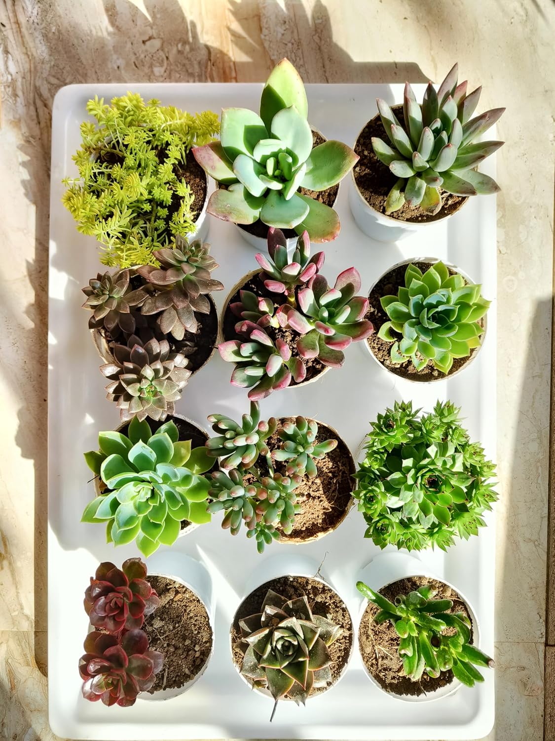 Farm Storey Assorted succulent plants set of 12, Any 12 live succulent plants variety, BARE ROOTED (without pot & without soil)