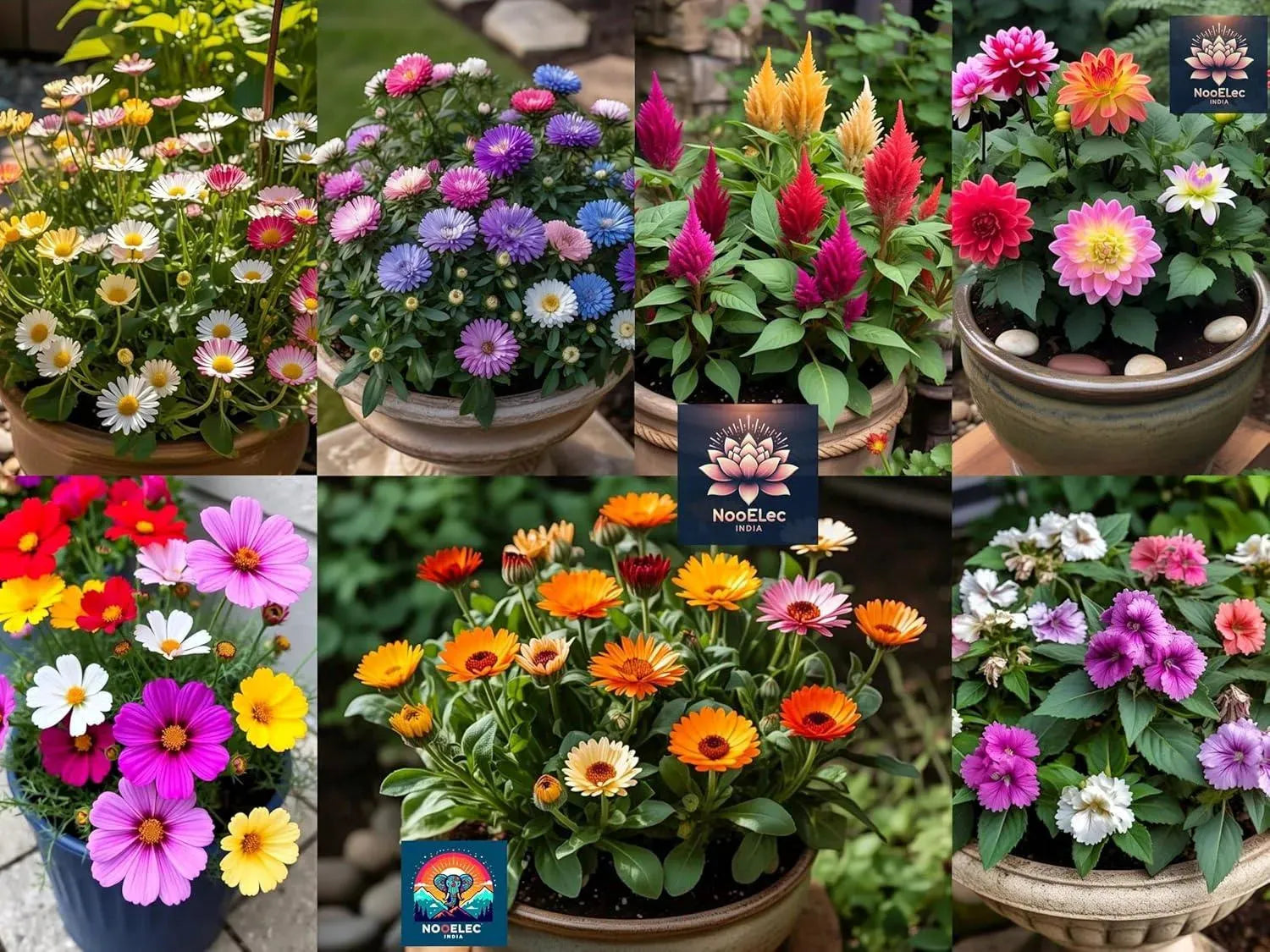 1000+ Seeds, 1000 Smiles! 20 Variety Hybrid Flower Seeds Combo Pack for Summer & Winter - Low Maintenance. - Seeds Ville