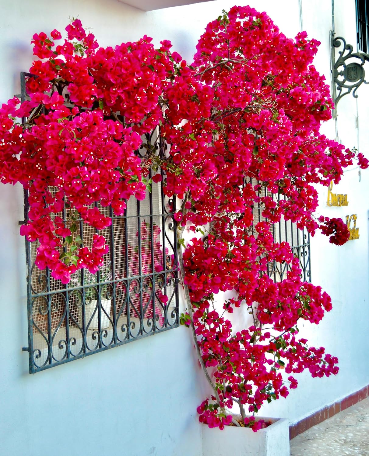 Bougainvillea Bonsai Dwarf Live Plant for Landscaping (Pack of 1) - Seeds Ville