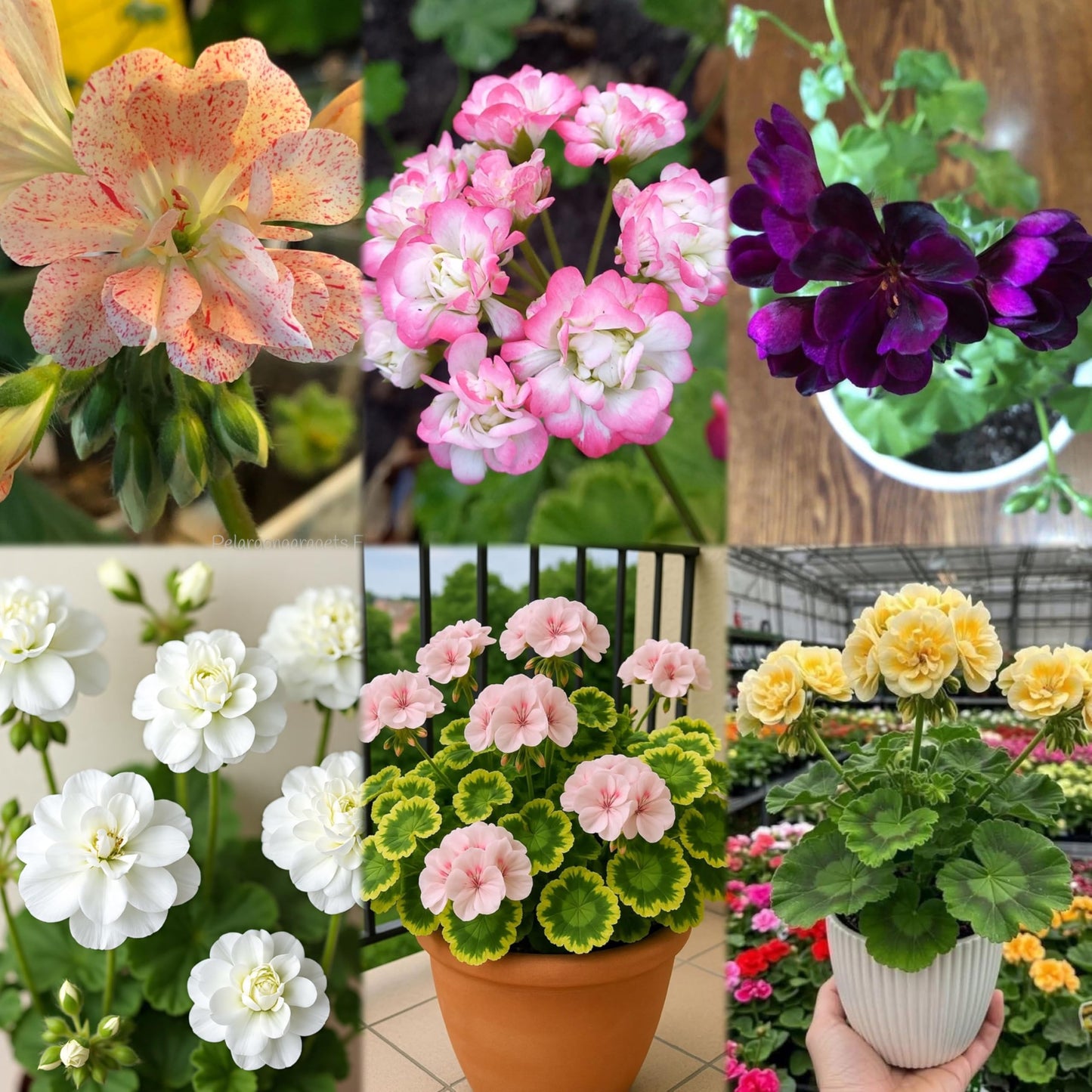 Climbing Double Geranium Flower Seeds for Home and Kitchen Gardening, Pack of 60 to 80 seeds