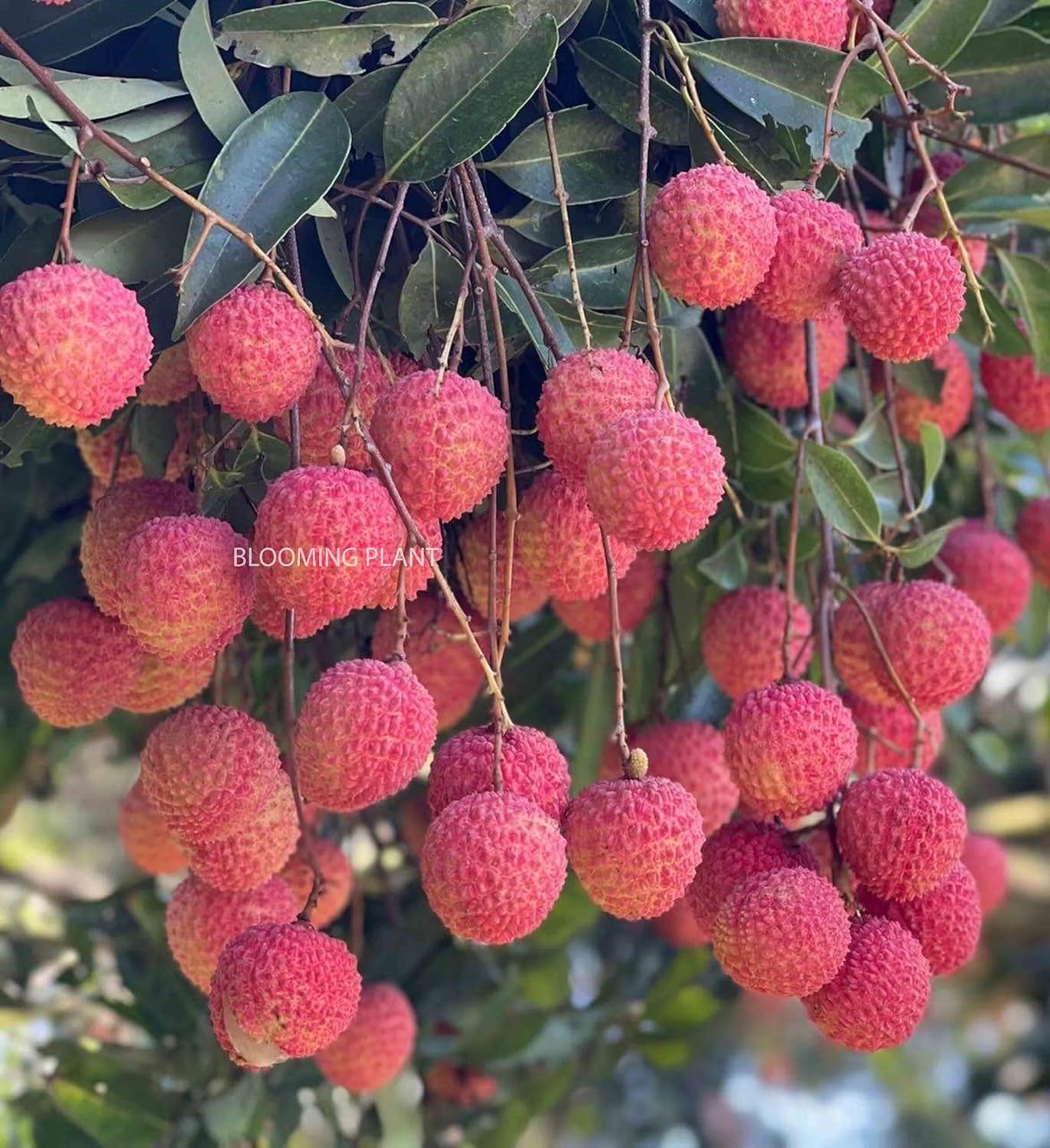 Muzaffarpur Shahi Litchi Fruit Live Plant | Lichi | Lychee | Lichu | Air Layered - Hybrid | High-Yield - Sweet Fruiting Tree For Home Garden (1-2 Feet Height 1 Leechi Plant in Poly Bag)