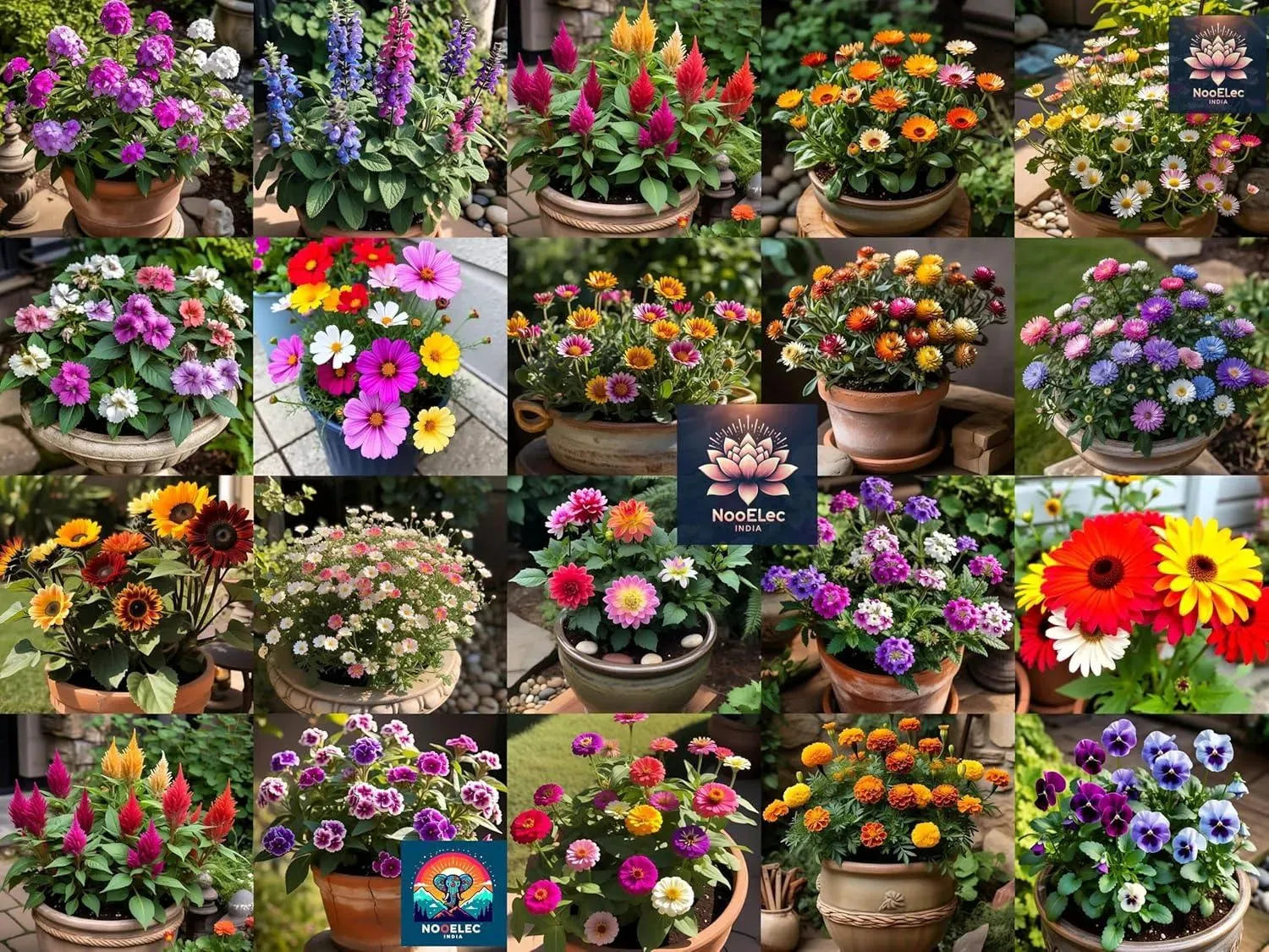 1000+ Seeds, 1000 Smiles! 20 Variety Hybrid Flower Seeds Combo Pack for Summer & Winter - Low Maintenance. - Seeds Ville