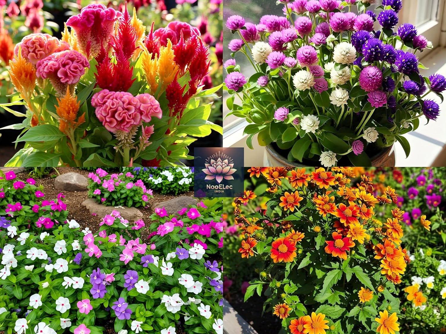 12-in-1 Summer Flower Rare Hybrid Seeds Collection: Easy to Grow, Low Maintenance, Suitable for All Indian Regions - Seeds Ville