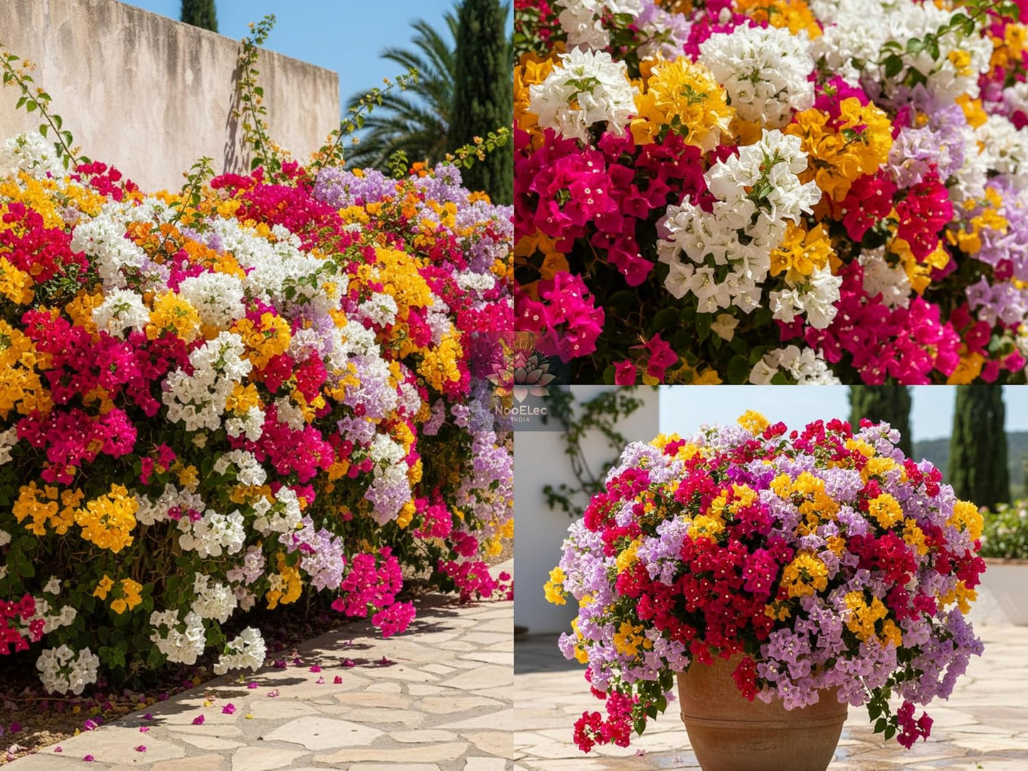 Rare Multi-Color Dwarf Bougainvillea Live Stem Cuttings (6-7") - Beautiful Indoor/Outdoor Bonsai Friendly Hybrid - Easy to Root Vivid Flower Cuttings (2 STEM CUTTINGS)