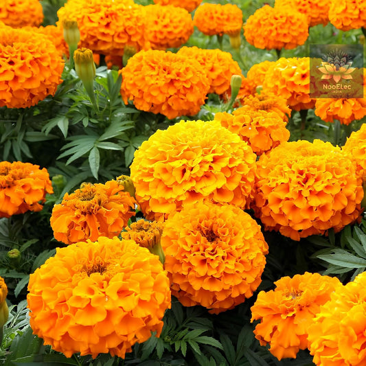2000 Marigold Seeds - African Gainda, Plant and Grow Year-Round, Jumbo Pack - Seeds Ville