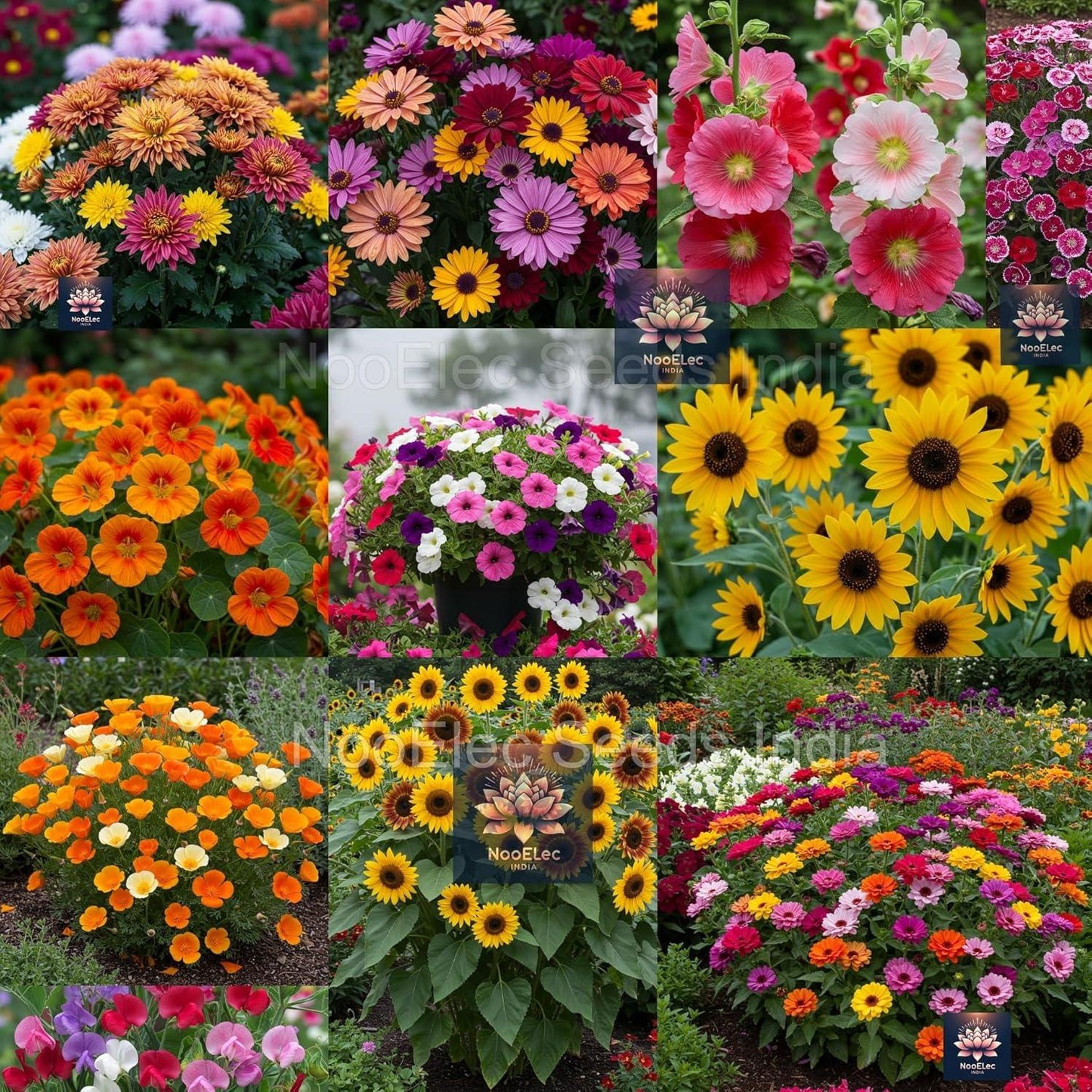 Hybrid Flower Seeds Combo Pack, 40 Types, 2050+ Seeds, Easy to Grow, All India Compatible, Year-Round Blooming - Seeds Ville