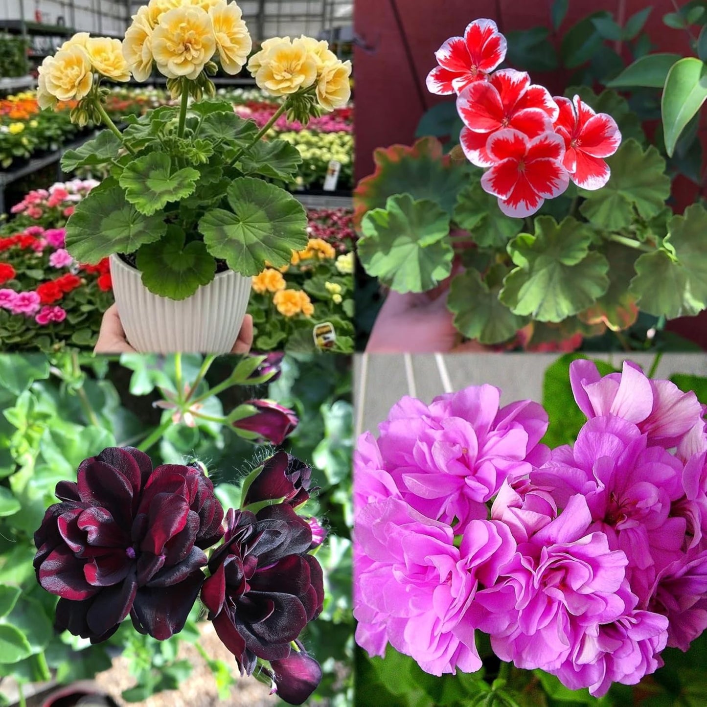 Climbing Double Geranium Flower Seeds for Home and Kitchen Gardening, Pack of 60 to 80 seeds