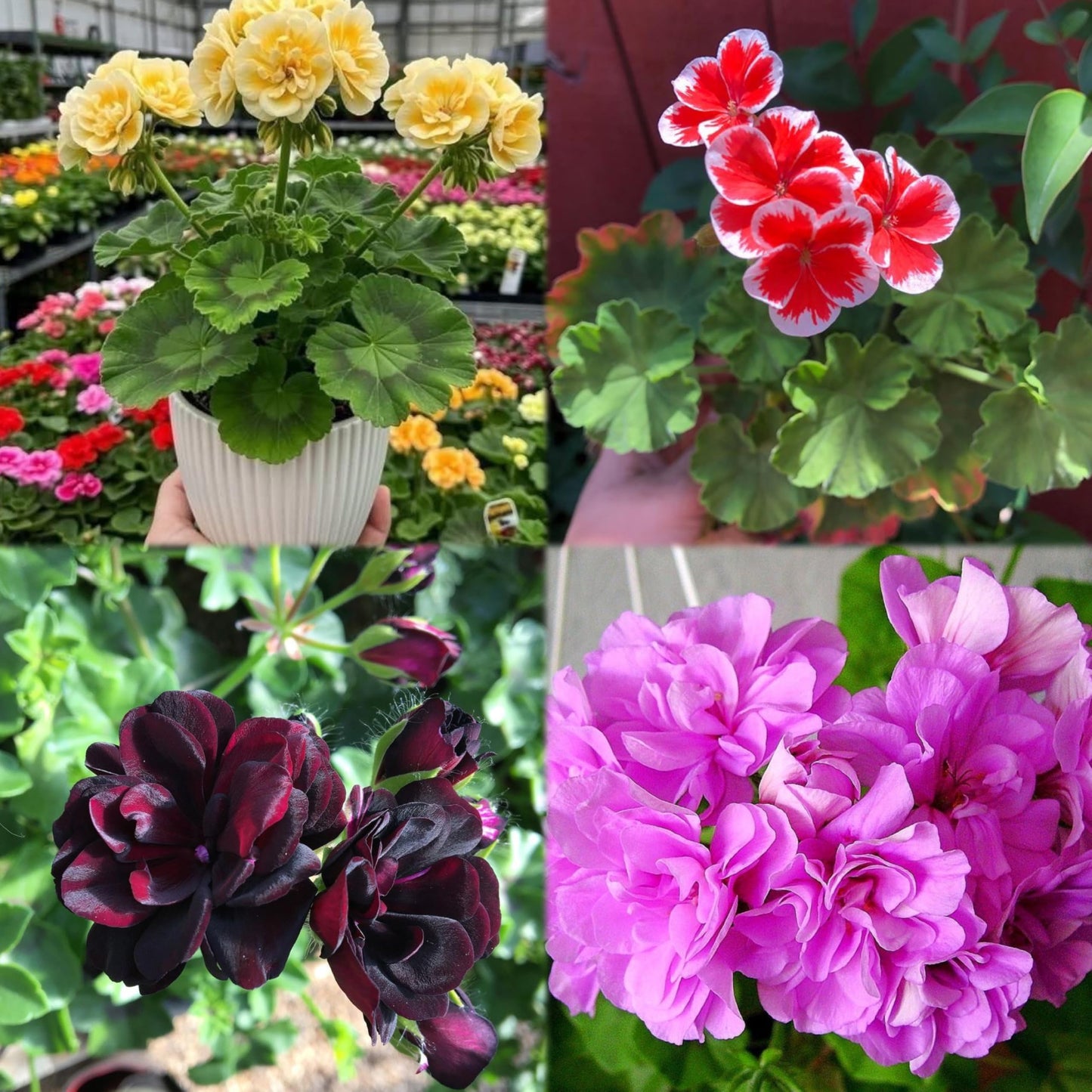 Climbing Double Geranium Flower Seeds for Home and Kitchen Gardening, Pack of 60 to 80 seeds