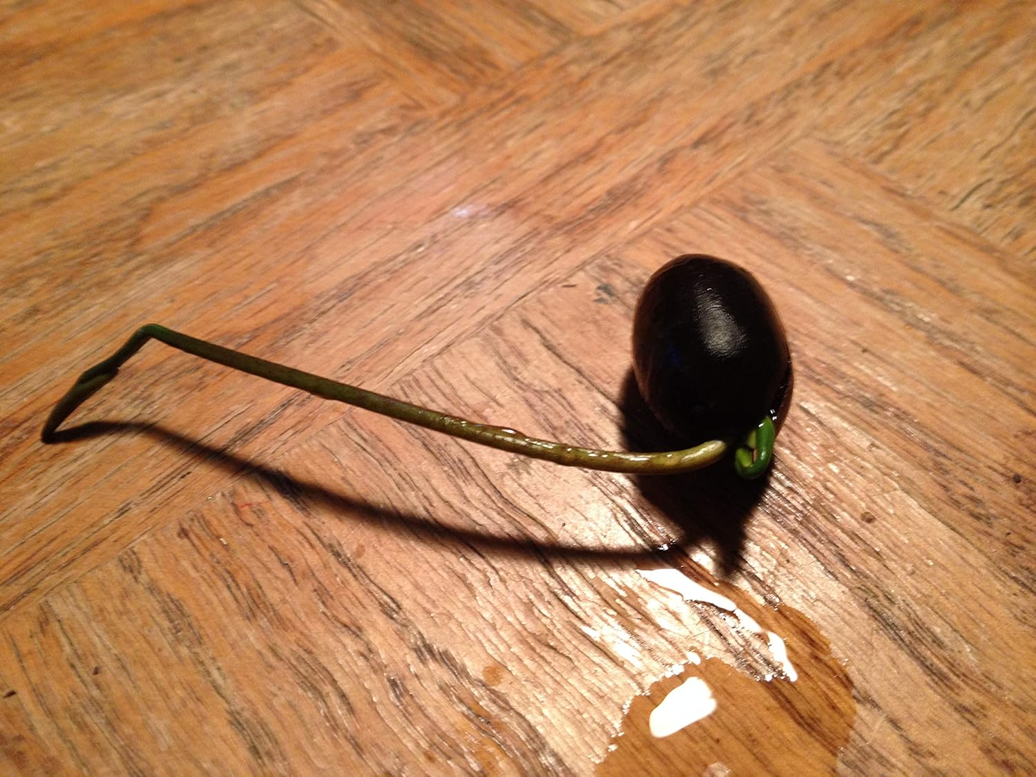 Nelumbo New Song of Fenghe Lotus 20 Seeds Pack- Grow All Seasons- Ever Green Plant Seeds - Seeds Ville