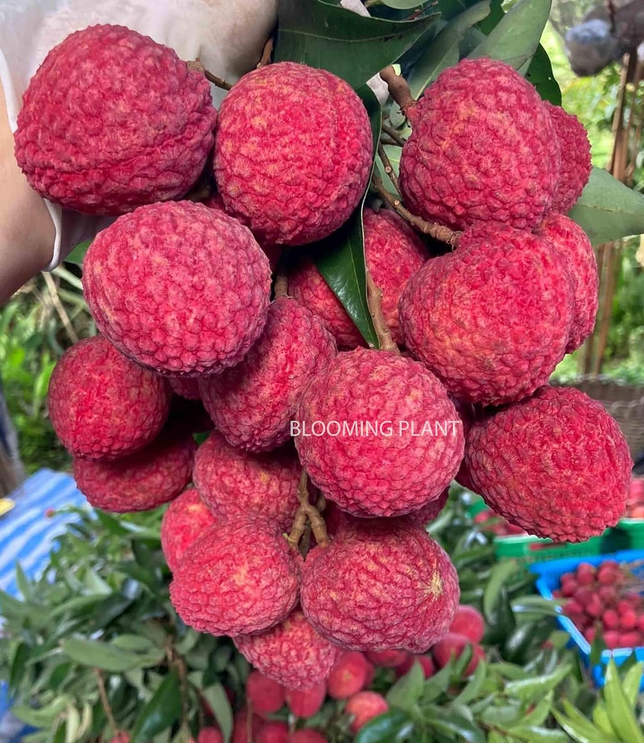 Muzaffarpur Shahi Litchi Fruit Live Plant | Lichi | Lychee | Lichu | Air Layered - Hybrid | High-Yield - Sweet Fruiting Tree For Home Garden (1-2 Feet Height 1 Leechi Plant in Poly Bag)