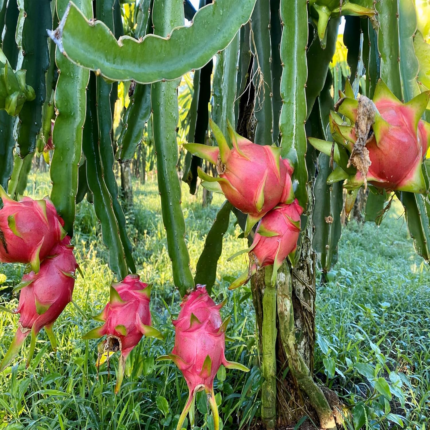 Dragon Red Variety Fruit (Cutting/Grafted) Live Plants & Tree(1-2 Feet Size)