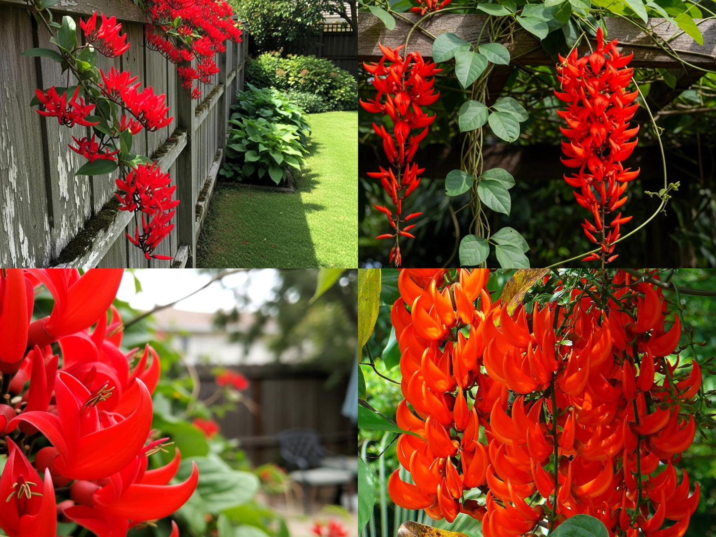 BlimBurn 50+ SEEDS- Climbing Jade Vine Flower Seeds For Home Garden, Balcony & Wall Covering | Low Maintenance & Fast Growing (ANGELIC WHITE) - Seeds Ville