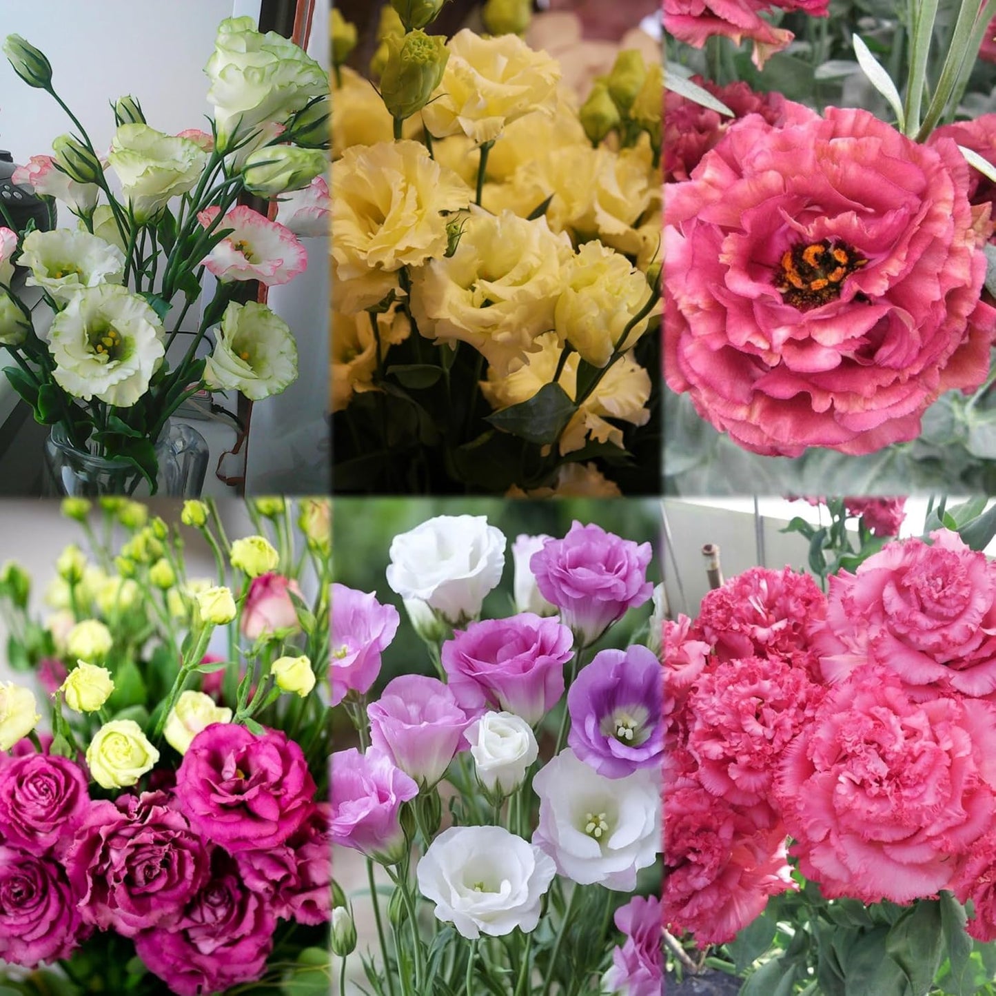 Radha Krishna Agriculture® Imported Lisianthus Flower Seeds for Home and Kitchen Gardening Pack of 100 seeds (MULTISHADE)