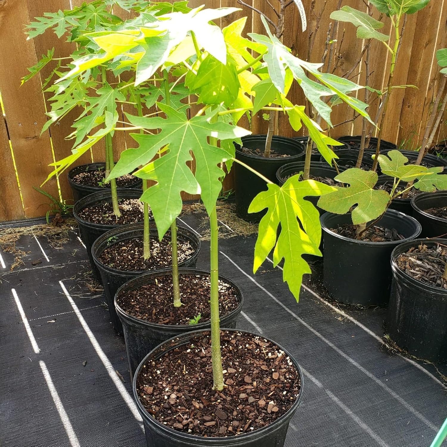 Live Papaya Plant – Sweet & Juicy Tropical Fruit Tree for Home Garden | Fast-Growing & High Yield (Mexican Papaya)