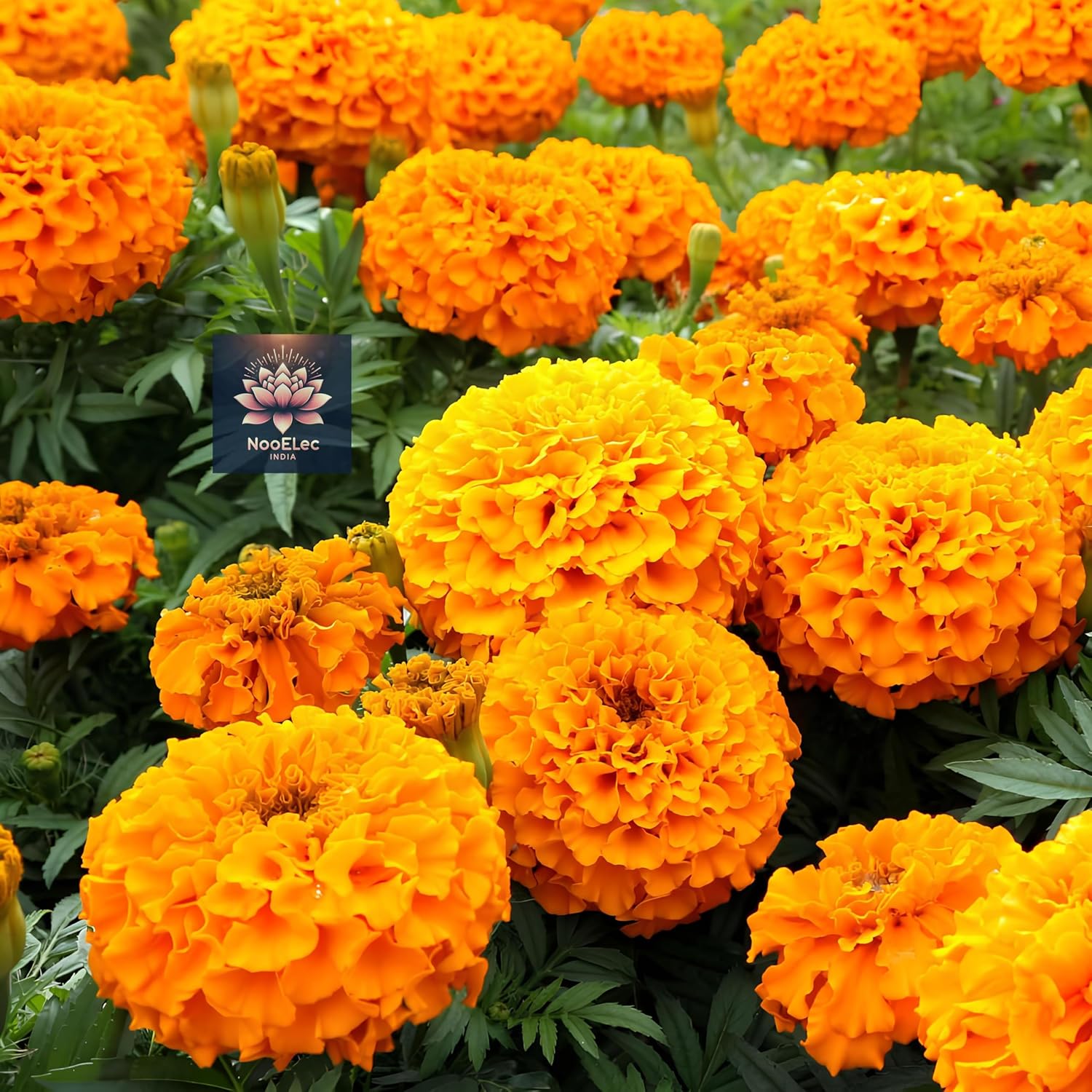 2000 Marigold Seeds - African Gainda, Plant and Grow Year-Round, Jumbo Pack - Seeds Ville