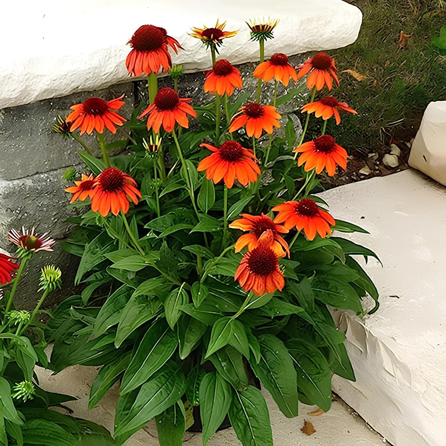35 Seeds- Echinacea Sombrero Adobe Orange(Coneflower)-Rudbeckia Striking Landscaping Plant Flower Low-Maintenance - Seeds Ville