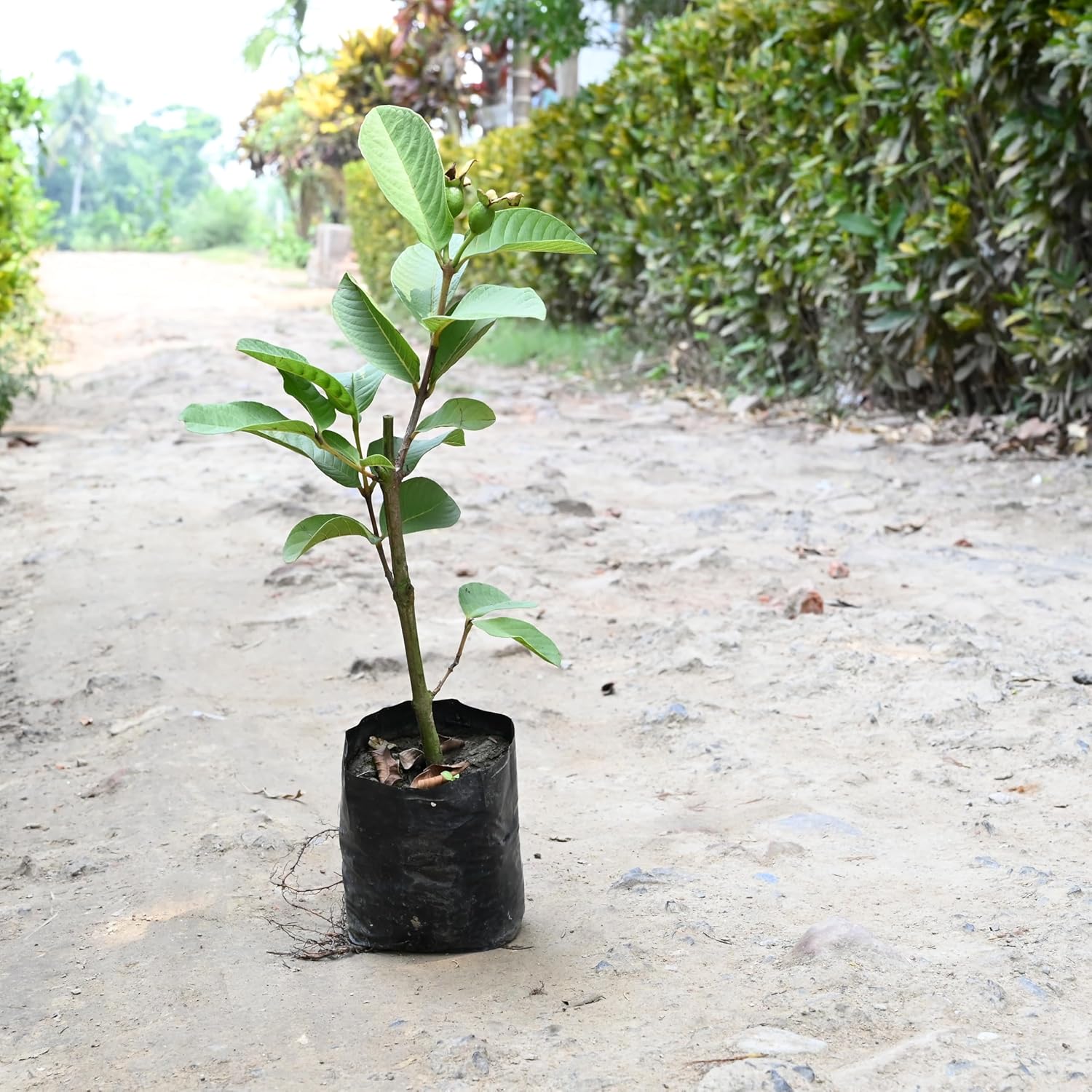Dwarf Thai guava plant live pack of 1 (5 month fruit coming) 100%