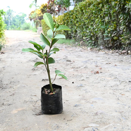 Dwarf Thai guava plant live pack of 1 (5 month fruit coming) 100%
