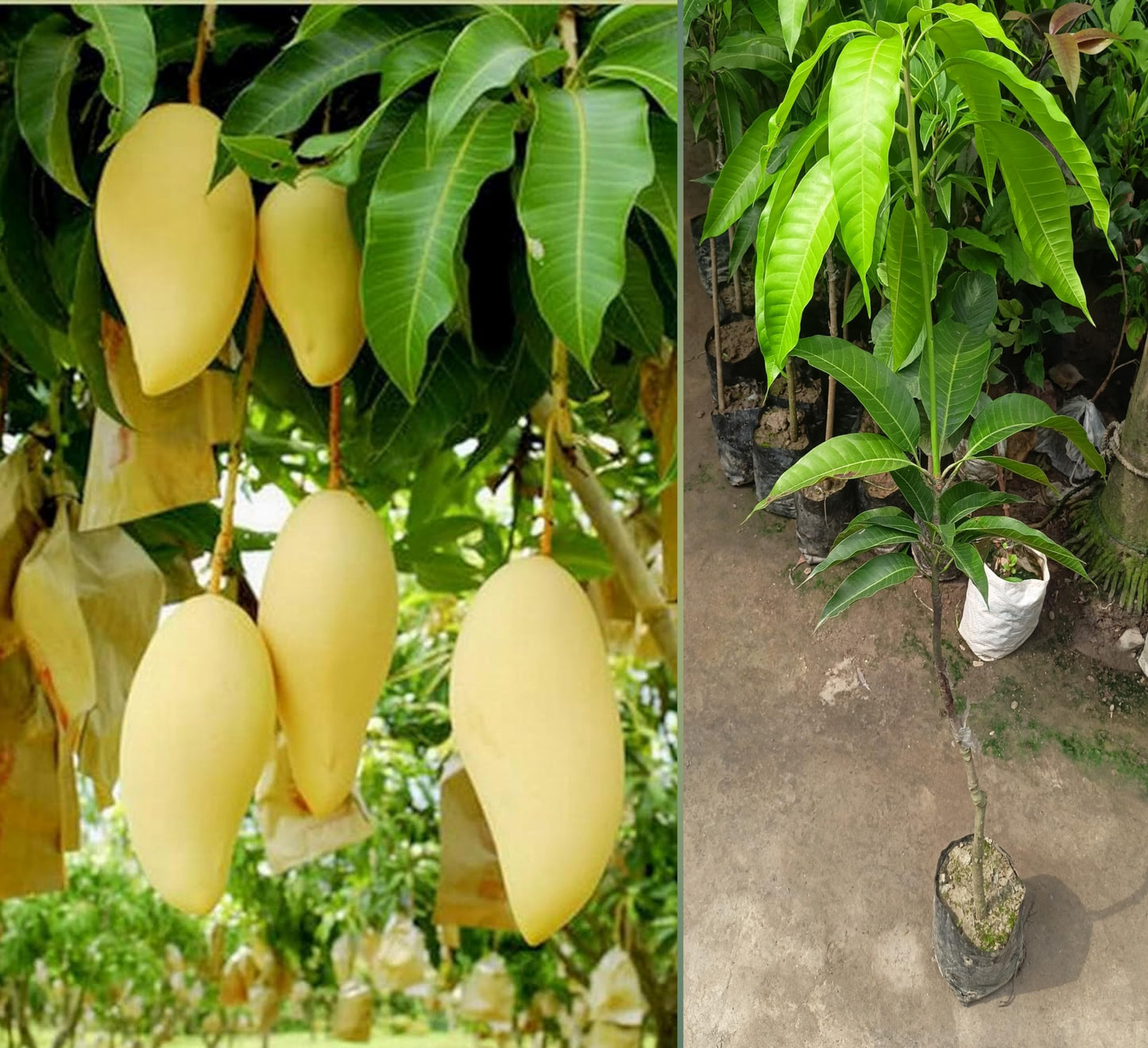 Purple Japanese Miyazaki Mango Plant Original Grafted Fruit Tree Height 1.5-3 Feet Plant Hybrid Plant Fruit In Just 2-3 Years Perfect For Home Gardens Mango Tree Taiyo No Tamago Eggs Of Sun