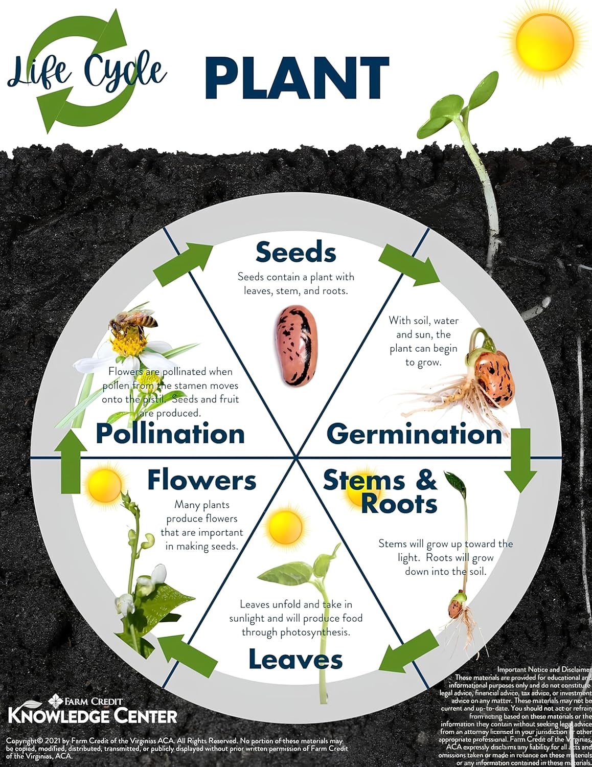 1000+ Seeds- Tagetes Patula French Marigold Garden Flower Seed Mix - Jumbo Pack - Seeds Ville