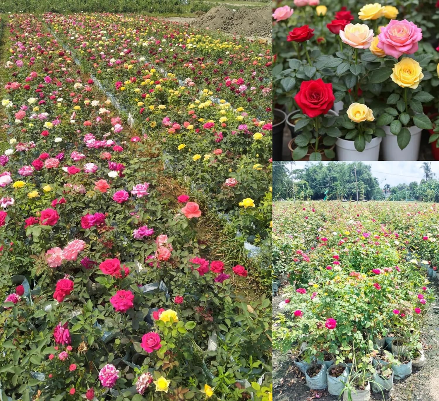 DEJESQOO (Cambo-4) Live rose flower plant Bears Flowers in 6 Months, Multicolour Great for Backyard Growing – Featuring Live Plant Varieties Rose Flower Plant for Home & Garden