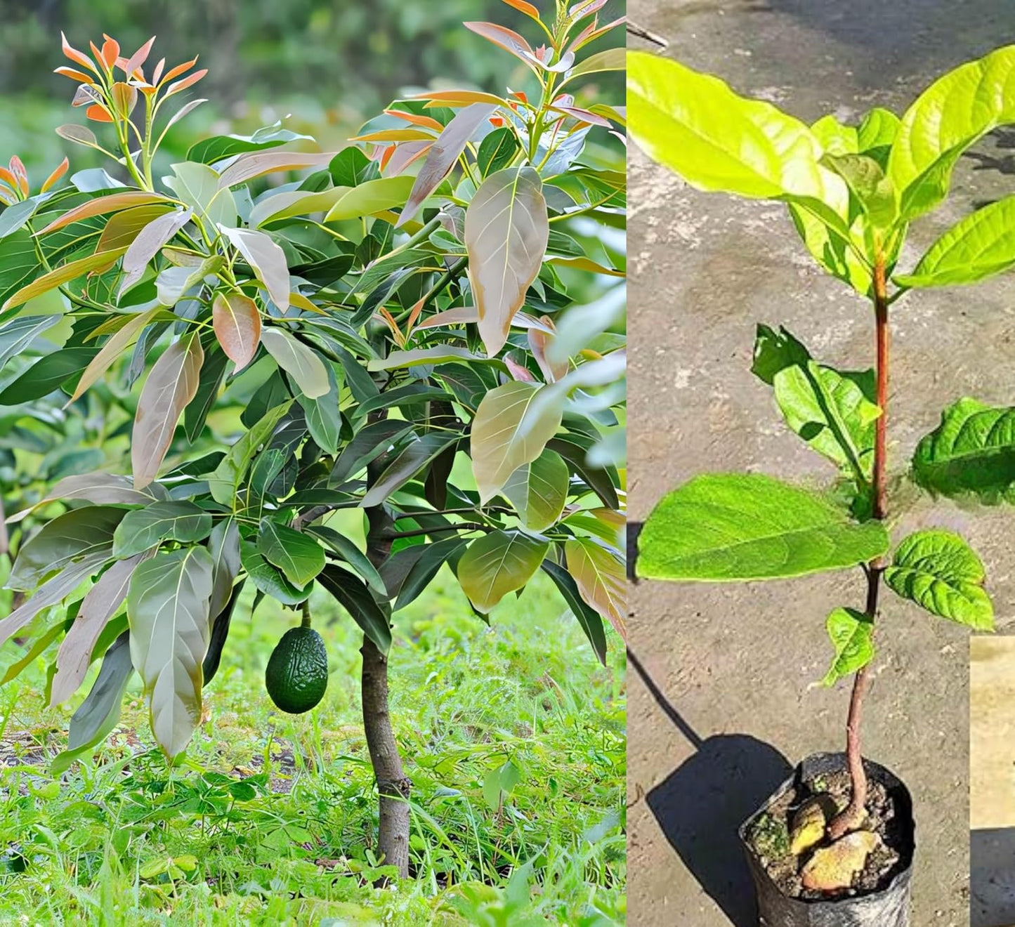 Avocado Frout Plant (Plant height 1.5-2.5 Feet) Butter Fruit - Plant Hybrid Hass Avocado Persea Americana Alligator Pear Butter Fruit Vena Ey Evokaido Phal Aveakkadea Phalam Rare Variety Tree
