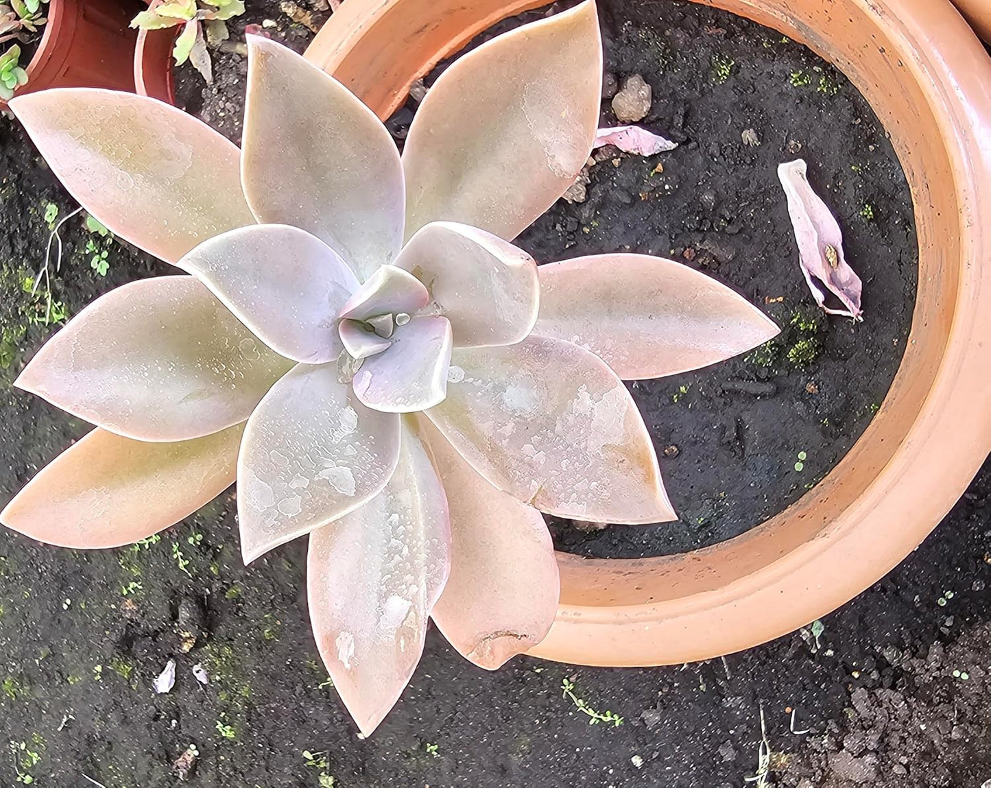 KATASHA KODAIKANAL Organic Echeveria Plant – Live Hardy Succulent – Low Maintenance, Drought-Resistant & Air-Purifying – Perfect for Home, Office & Garden Décor