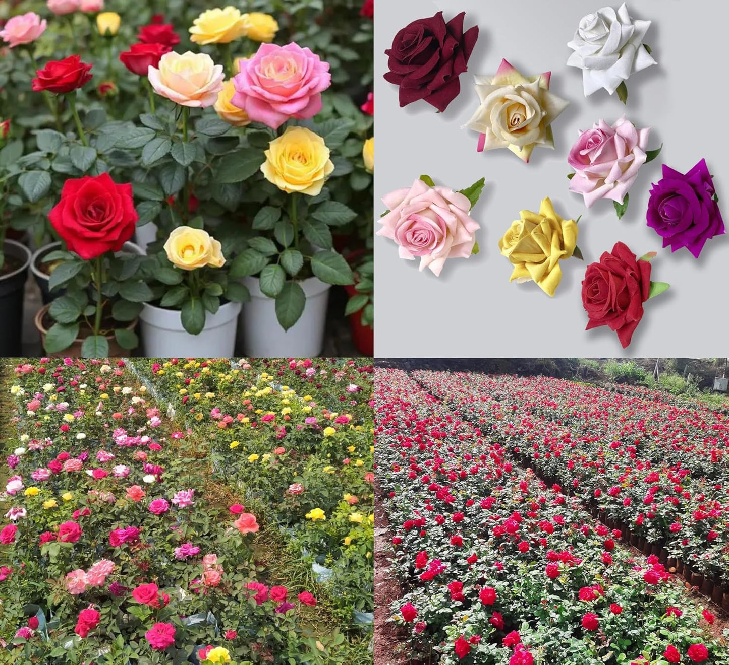 DEJESQOO (Cambo-4) Live rose flower plant Bears Flowers in 6 Months, Multicolour Great for Backyard Growing – Featuring Live Plant Varieties Rose Flower Plant for Home & Garden
