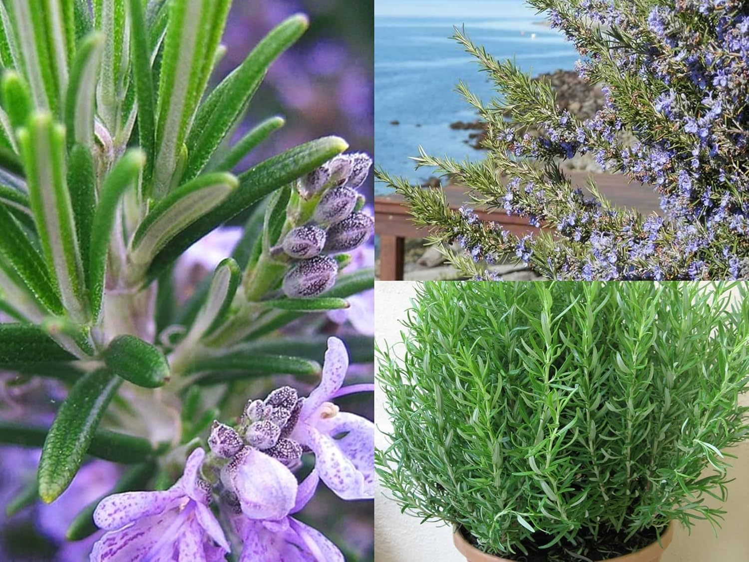 100+ SEEDS- Rosemary Flower Plant Herb Seeds (Hybrid) Grow Year Round. - Seeds Ville