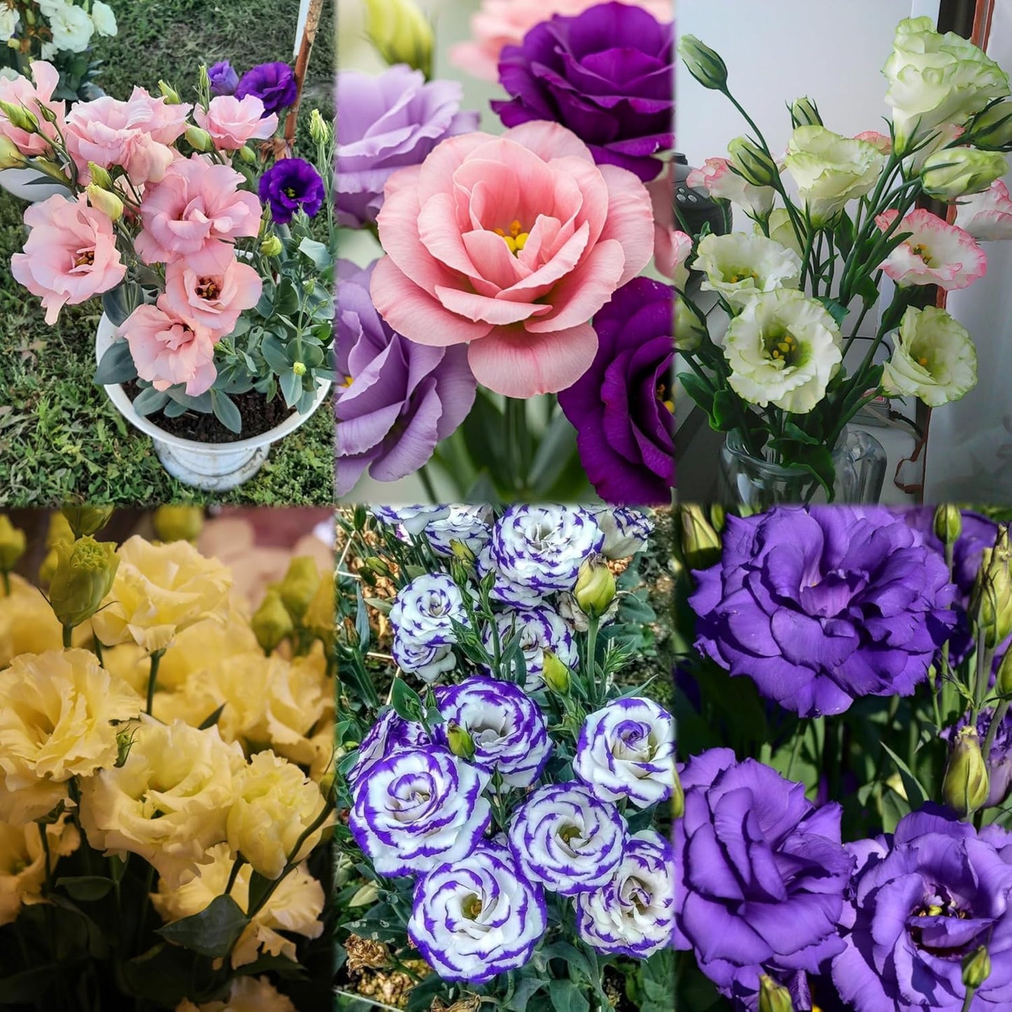Radha Krishna Agriculture® Imported Lisianthus Flower Seeds for Home and Kitchen Gardening Pack of 100 seeds (MULTISHADE)