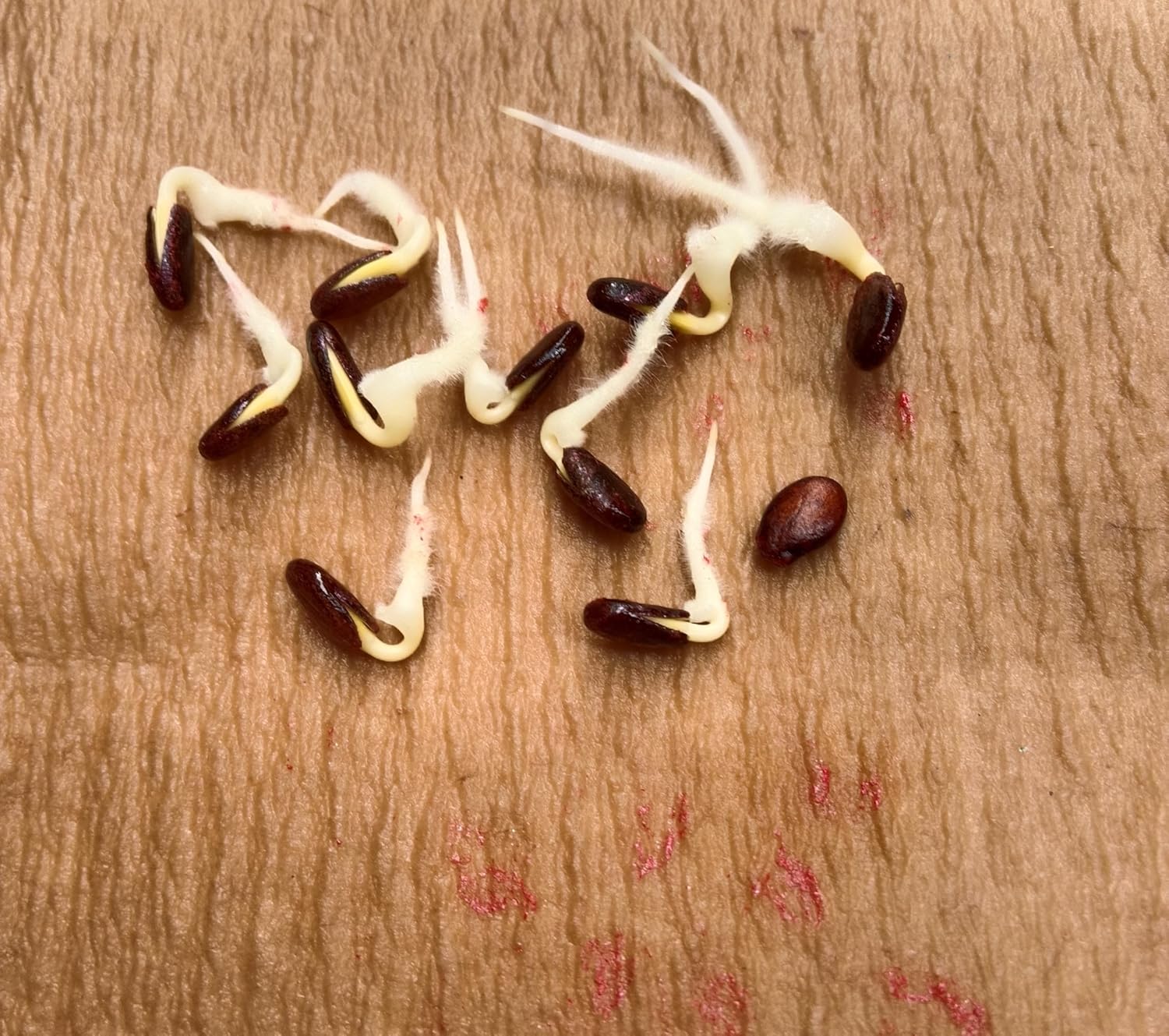 Seed Basket Pack of 3 Melons F1-Hybrid Seeds | Watermelon Green (25), Watermelon Blacks (15), Muskmelon (15) | ISeeds deal for planting, Gardening and Farming