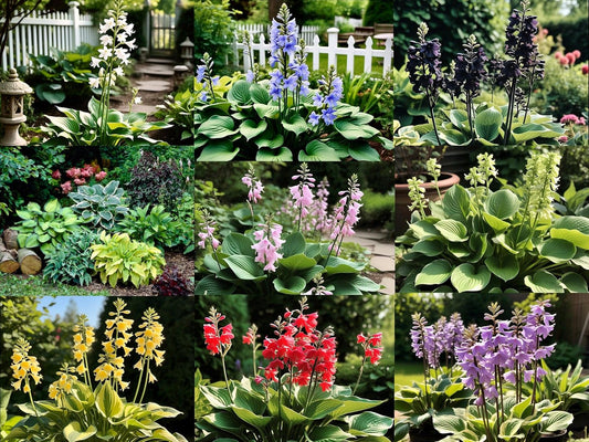 50+ Seeds Hosta 'Touch of Class' Blue/Yellow/Green Mixed Flower Seeds Easy to Grow, Exotic Flower Seeds/Grow In All Seasons in All India