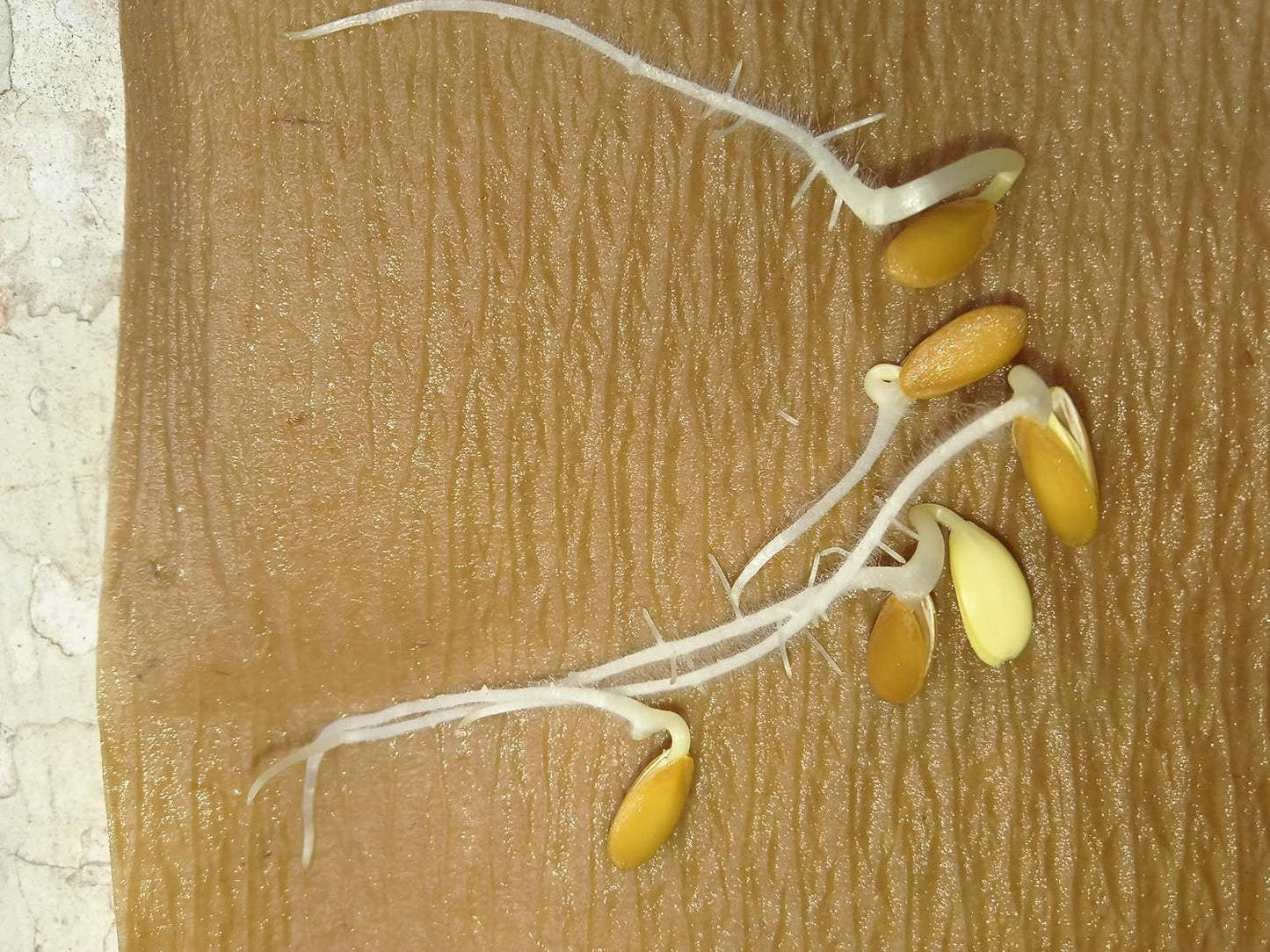 Seed Basket Pack of 3 Melons F1-Hybrid Seeds | Watermelon Green (25), Watermelon Blacks (15), Muskmelon (15) | ISeeds deal for planting, Gardening and Farming